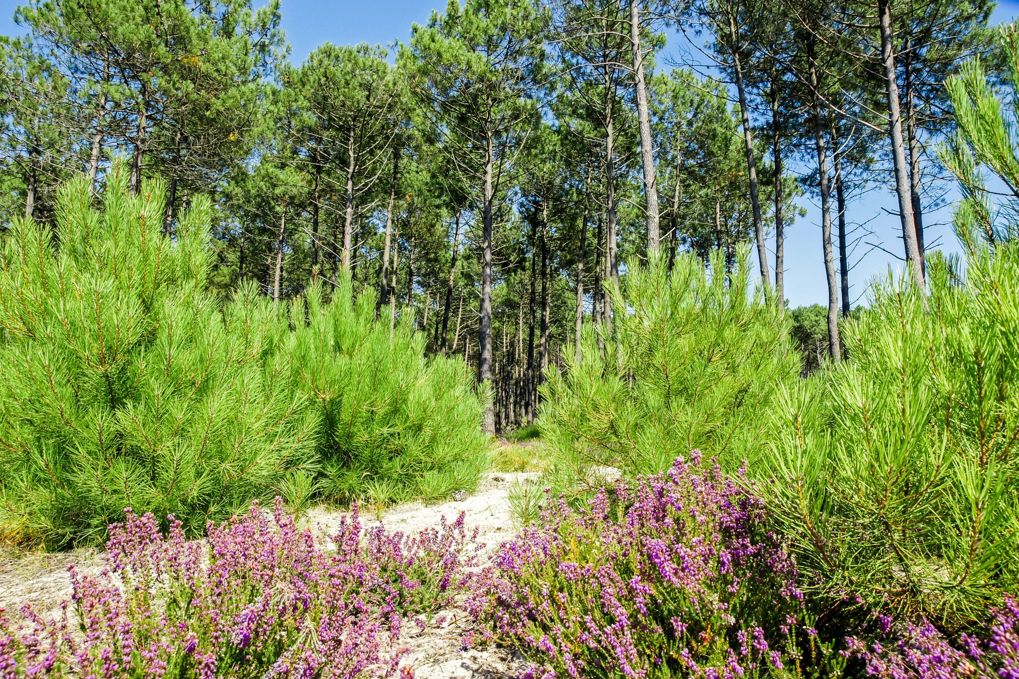 photo Landes